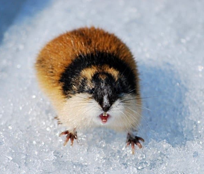 lemming.png